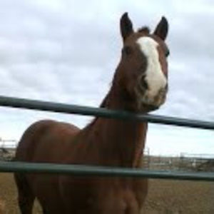 Meet your Posher, Kamille